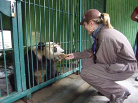 Volunteer to Work with Pandas