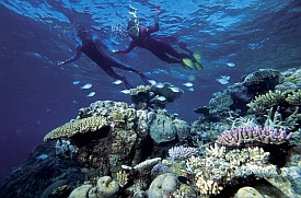 Great Barrier Reef Diving Trip